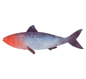 Quels poissons et fruits de mer déguster selon les saisons ?