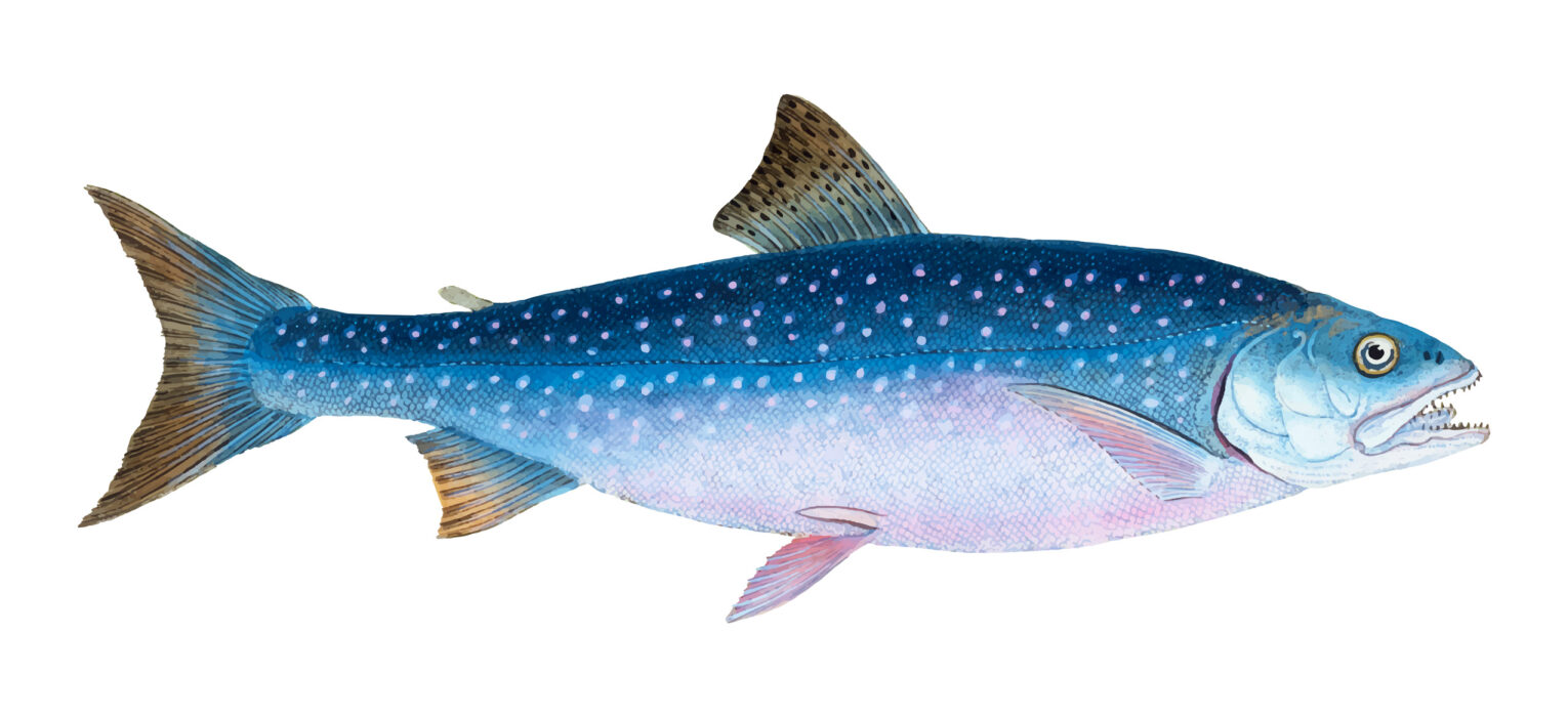 Apéros marins : Idées de recettes simples