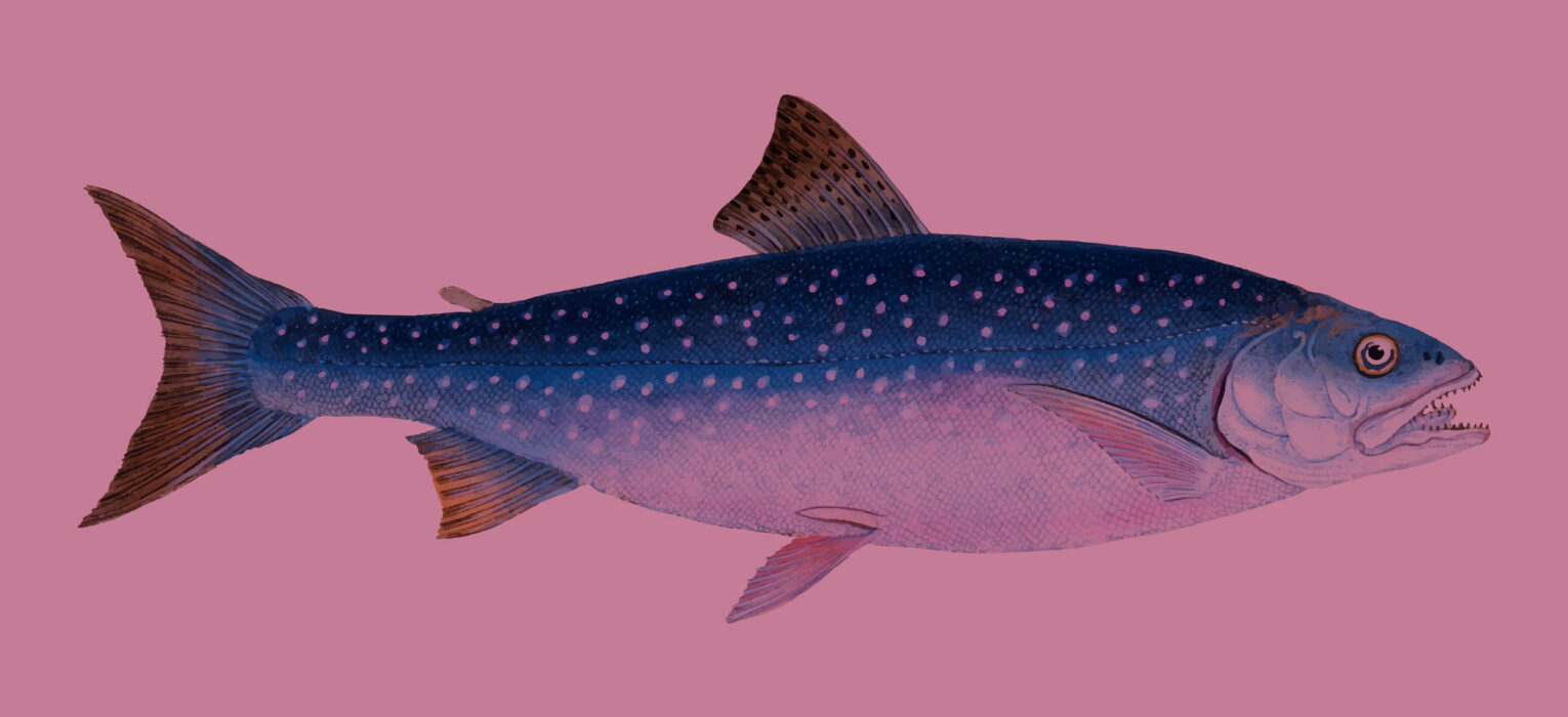 Salade marine bretonne aux trois algues