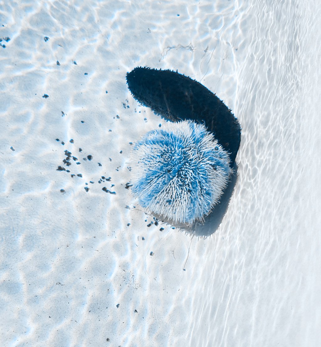 100% pêche côtière 