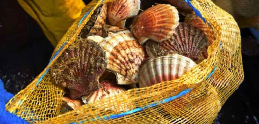 La pêche à la coquille Saint-Jacques en France : entre traditions et réglementation