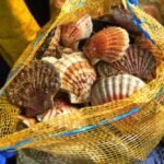 La pêche à la coquille Saint-Jacques en France : entre traditions et réglementation