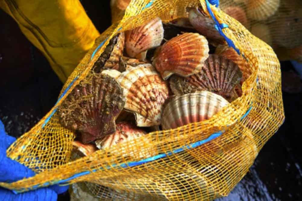 La pêche à la coquille Saint-Jacques en France : entre traditions et réglementation