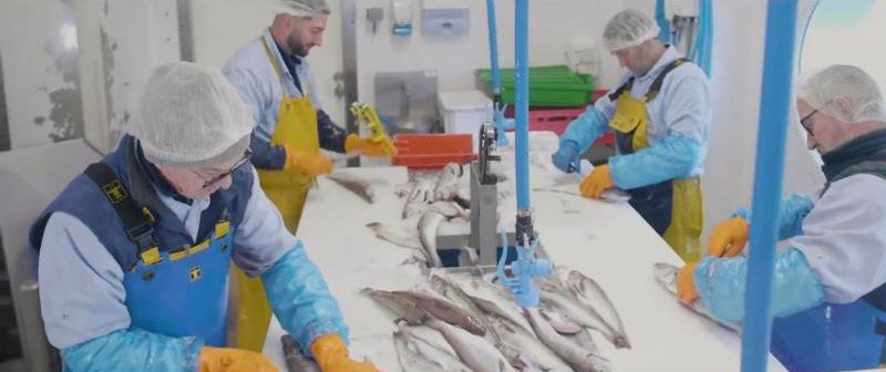 Découpe du poisson à l’atelier de la conserverie Poisson d’Ouest